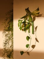 Walleaf Muurbloempjes 3-pack - green