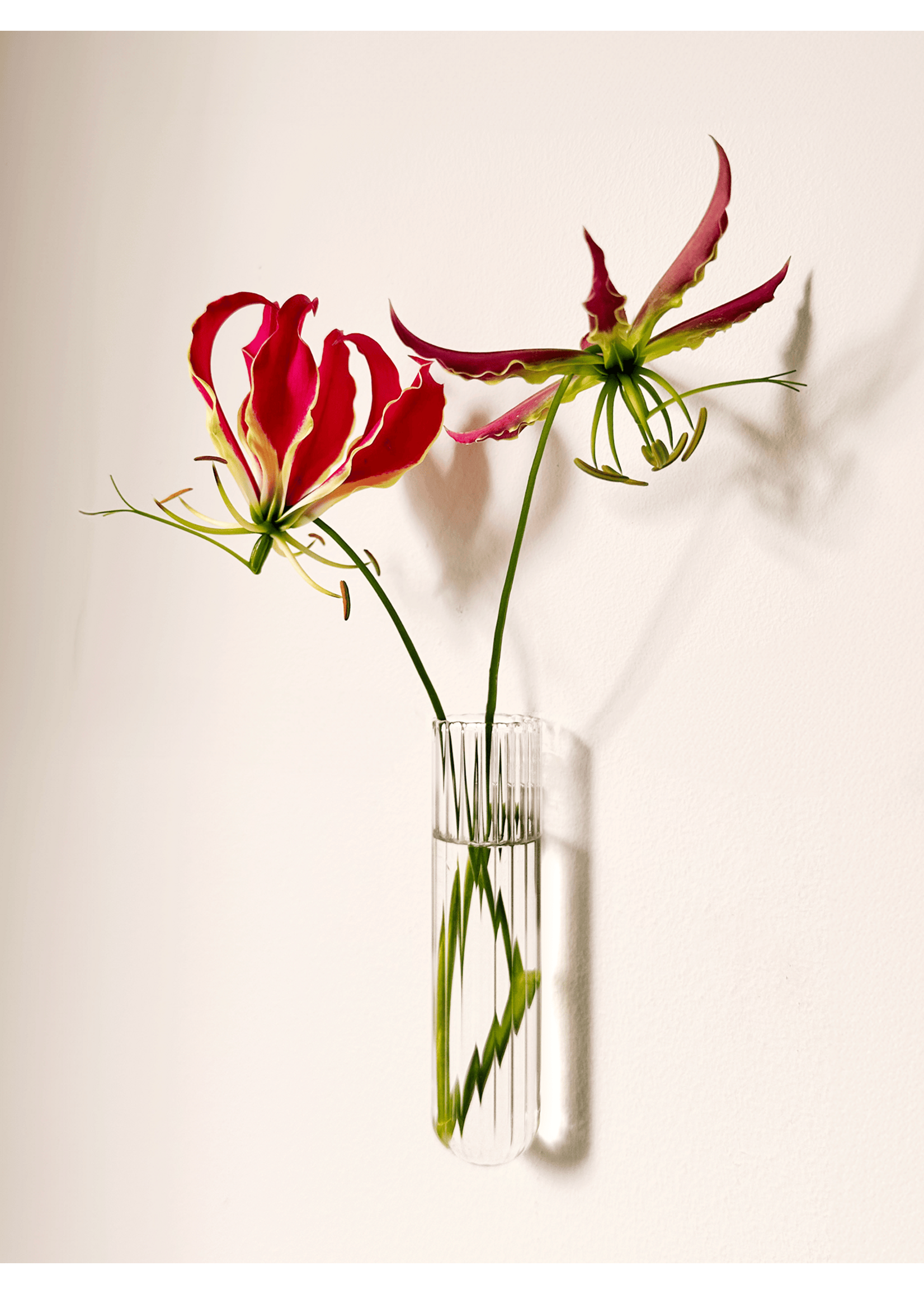 Walleaf Muurbloempjes XL 1-pack - transparent