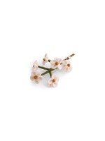 Gry & Sif Forget-Me-Not - White