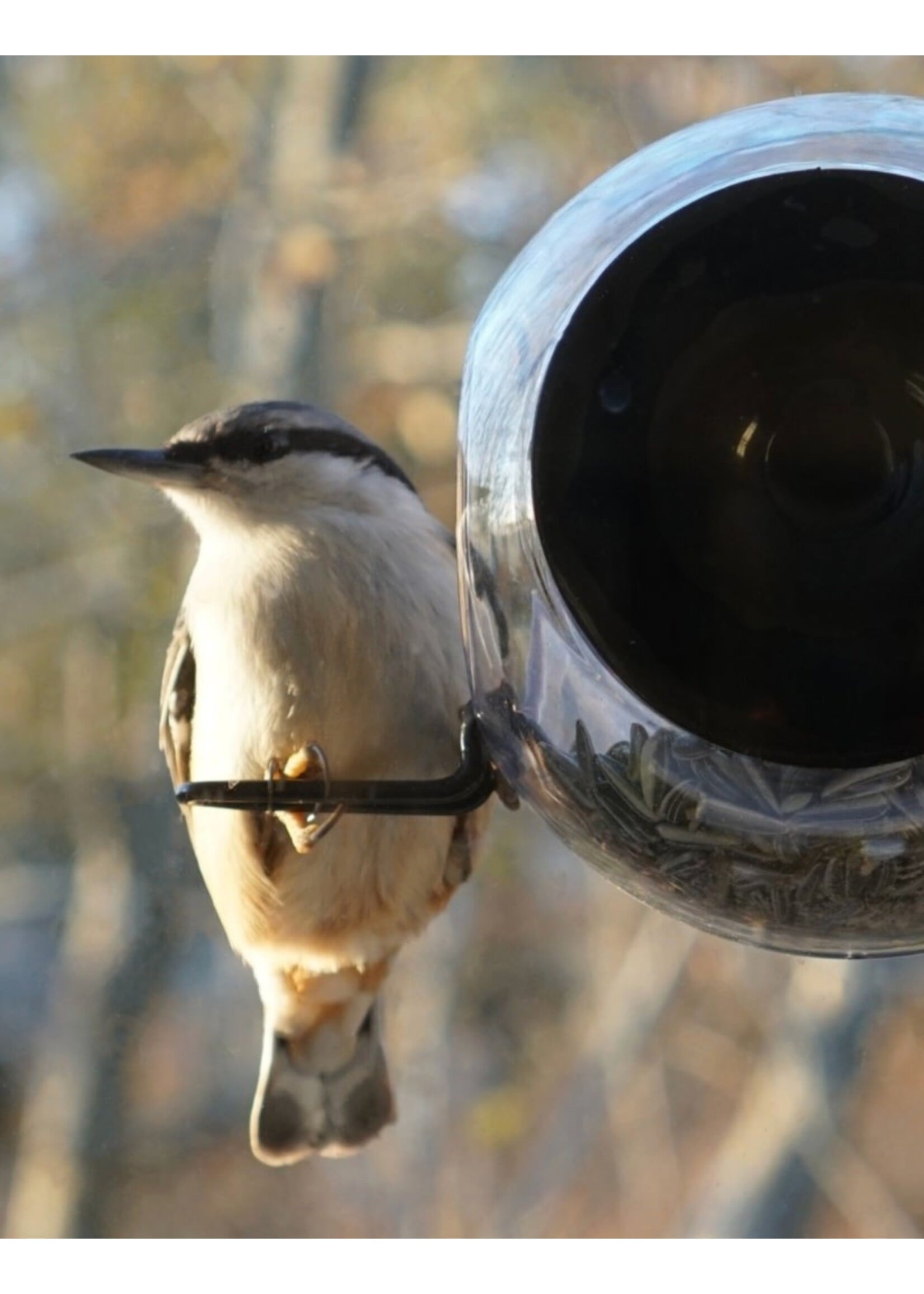 Born in Sweden Birdfeeder