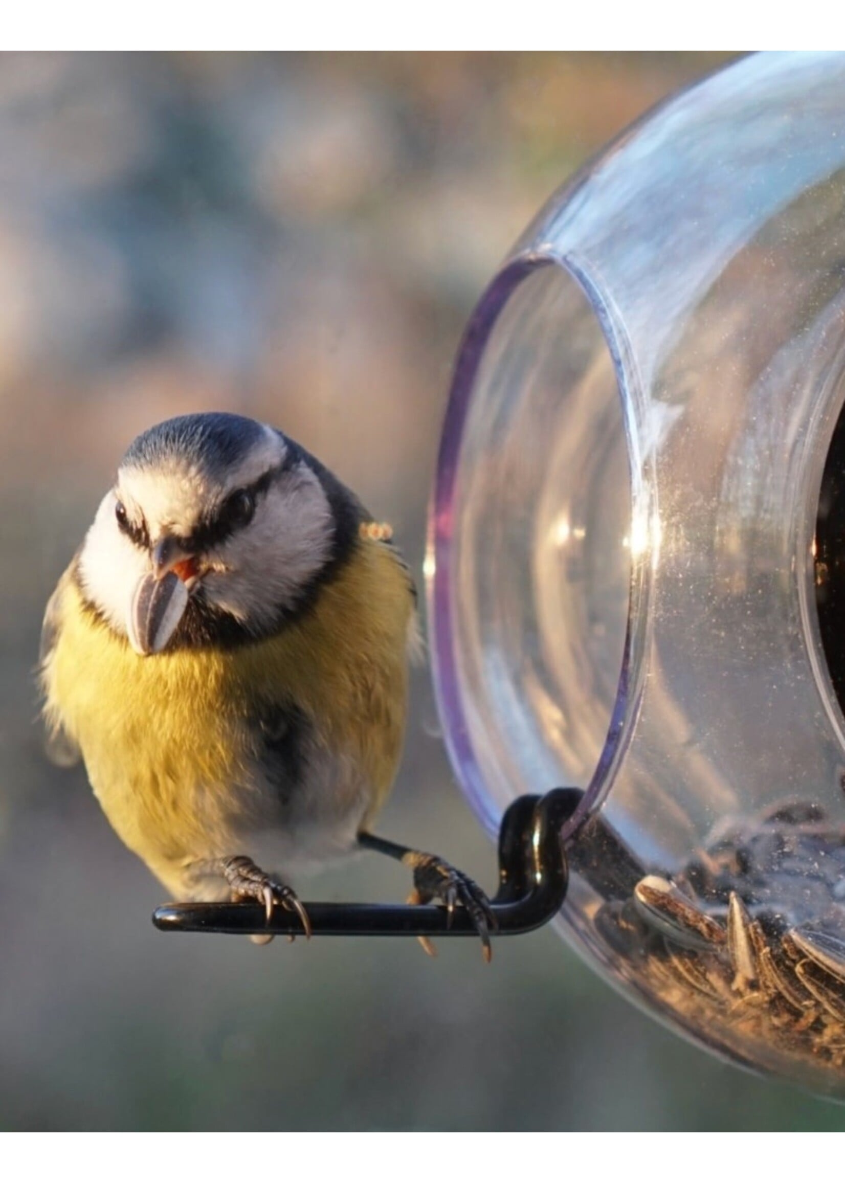 Born in Sweden Birdfeeder