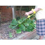 Soutien de l'avant-bras pour outils de jardinage Easi-Grip®