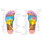 Appareil de massage des pieds Reflexomed II