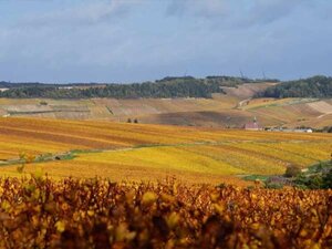 Domaine Milcent | Chablis, Frankrijk