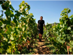 Philippe Chéron | Bourgogne, Frankrijk