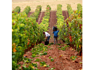 Leza García | Rioja, Spanje