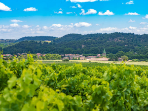 Château Villegly | Minervois, Frankrijk