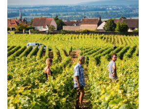 Domaine Doreau | Bourgogne, Frankrijk