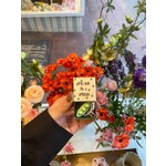 Geluksdoosje Peas in a pod