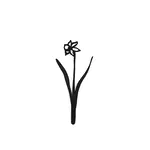 Joeff Zwart Geboortebloem Narcis Maart