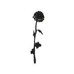 Joeff zwart geboortebloem chrysant november