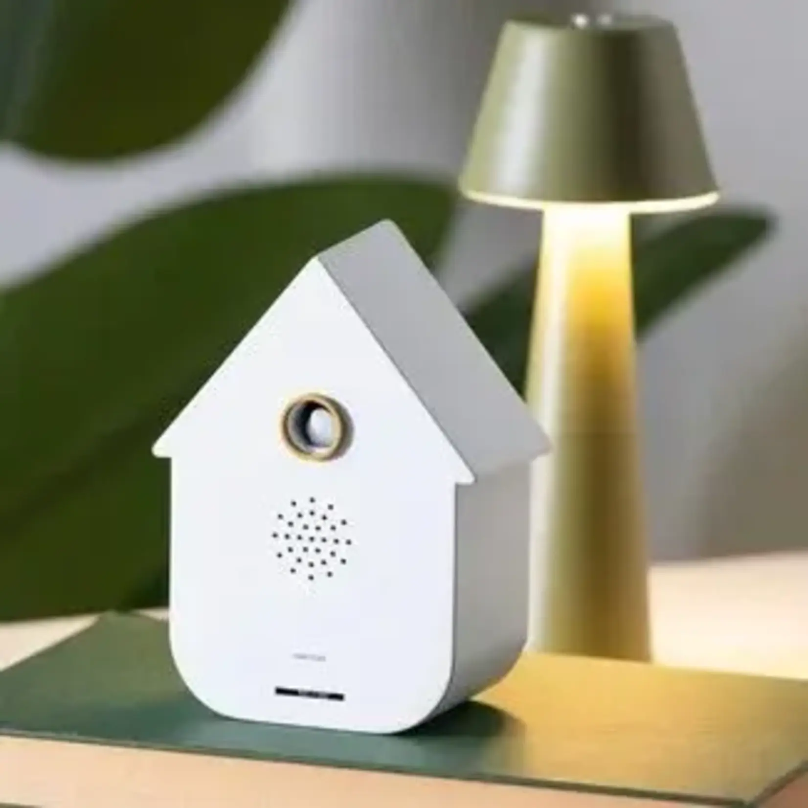 Present Time Sound Box Modern Cuckoo White