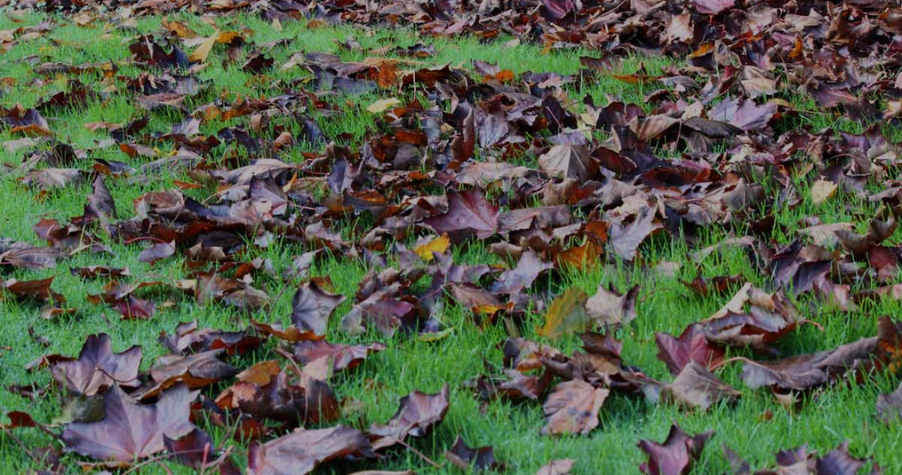 Blad op het gras; laten liggen of juist niet? 