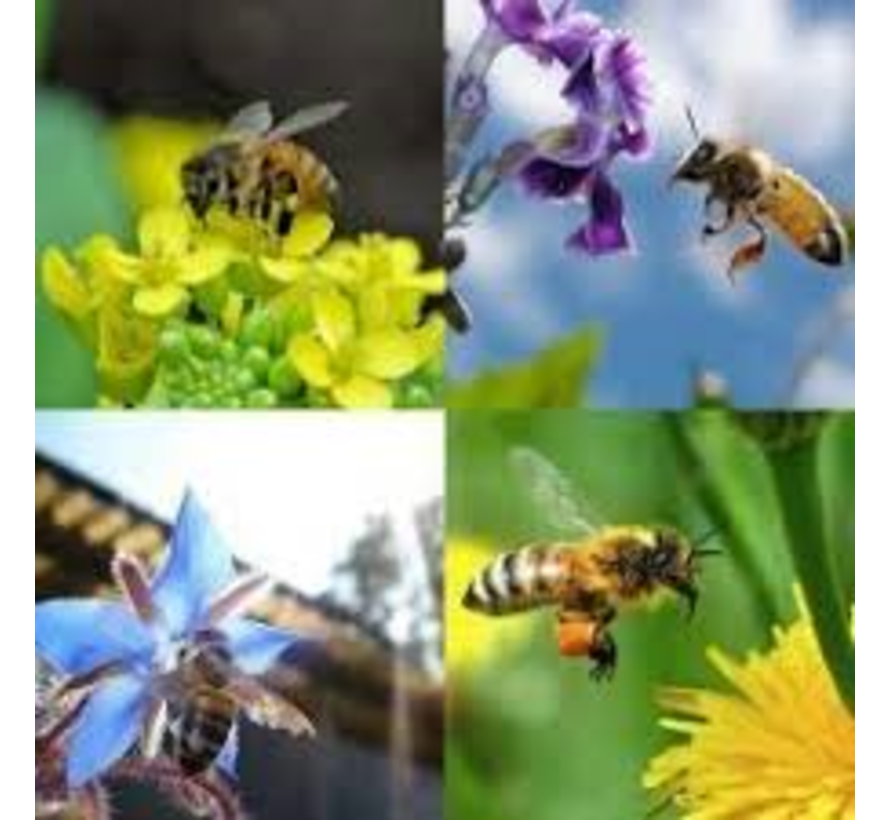 Buzzy Bird Home Insecten Hotel