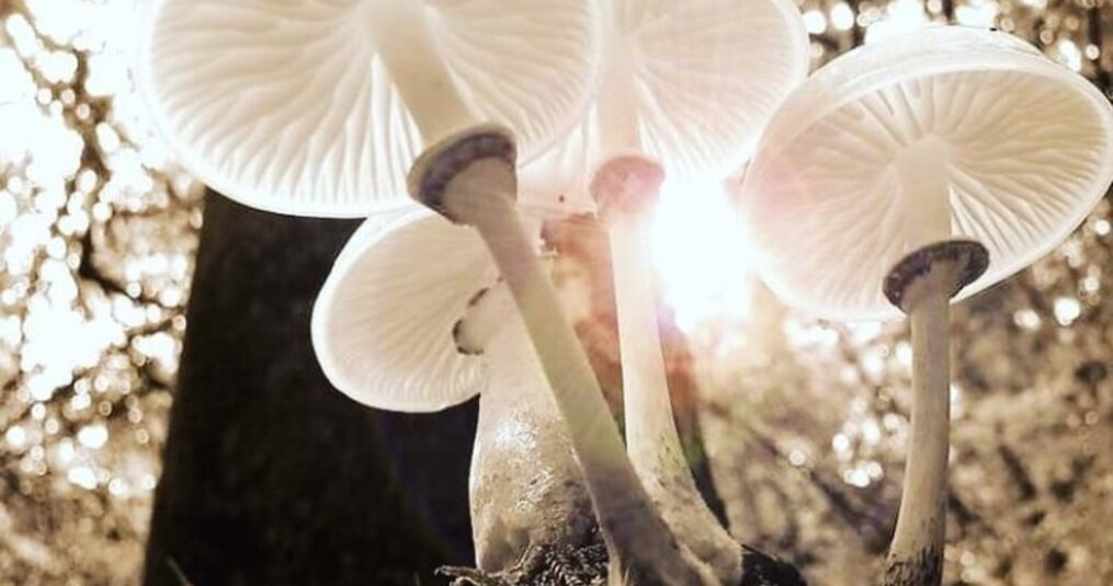 Paddenstoelen in het gazon en nu?