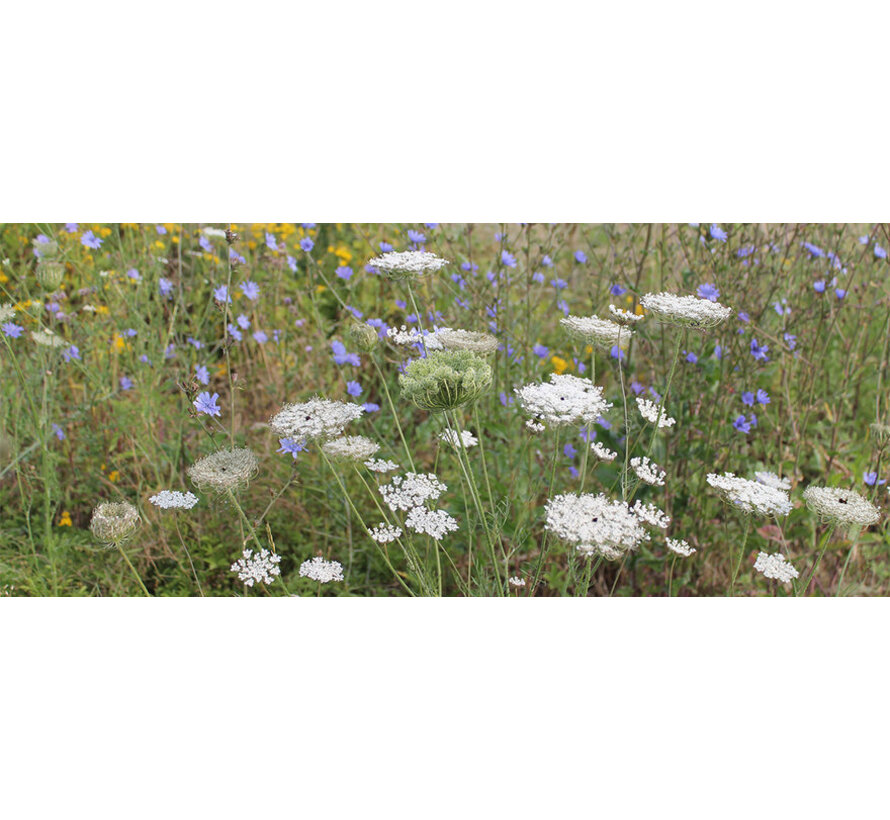 Barenbrug Biodiversity Wildflowers 100 gr