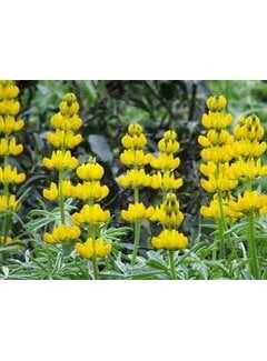 Grasjan Gele lupinen Lupinus luteus