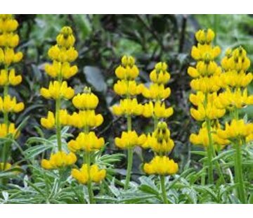 Grasjan Gele lupinen Lupinus luteus