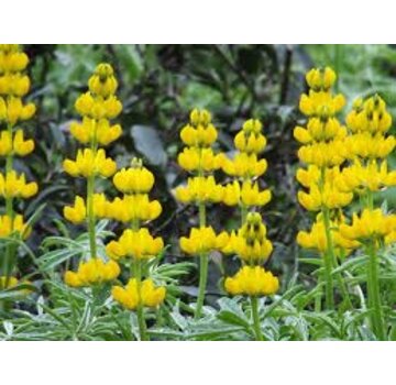 Grasjan Gele lupinen Lupinus luteus