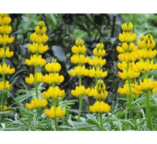 Grasjan Gele lupinen Lupinus luteus 25 gr
