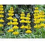 Gele lupinen Lupinus luteus 25 gr