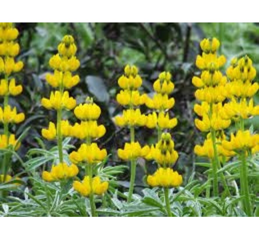 Gele lupinen Lupinus luteus 25 gr