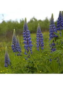 Grasjan Lupine Lupinus angustifolius Blauw