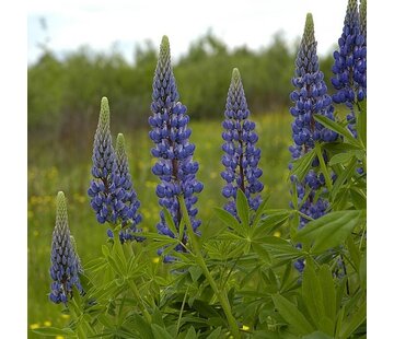 Grasjan Lupine Lupinus angustifolius Blauw