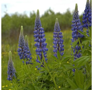 Grasjan Lupine Lupinus angustifolius Blauw