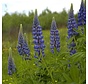 Lupine Lupinus angustifolius Blauw 25 gr
