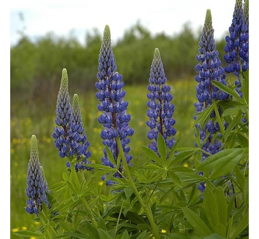 Lupine Lupinus angustifolius Blauw 25 gr