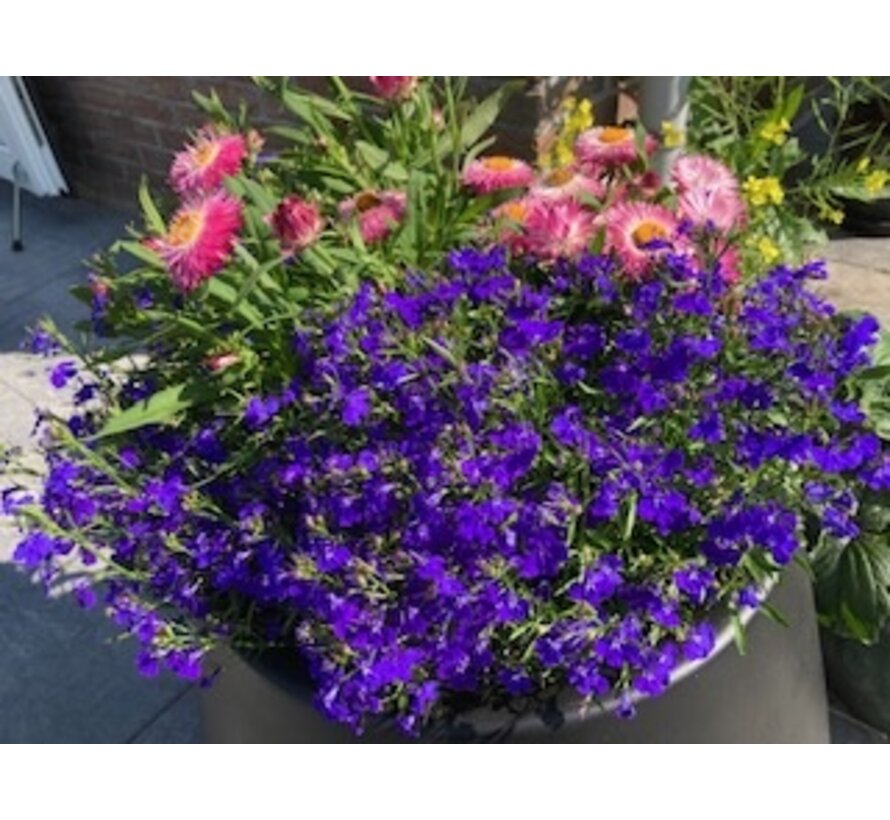 voedingskegel 14-8-11+2MgO rijke bloei terraspotten