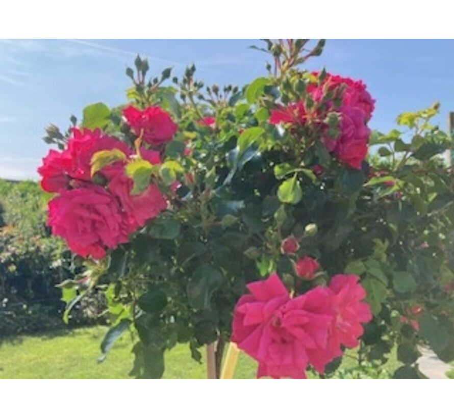 voedingskegel 14-8-11+2MgO rijke bloei terraspotten