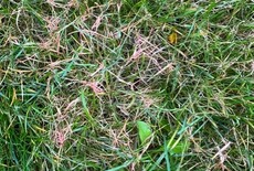 Rooddraadschimmel in het gazon