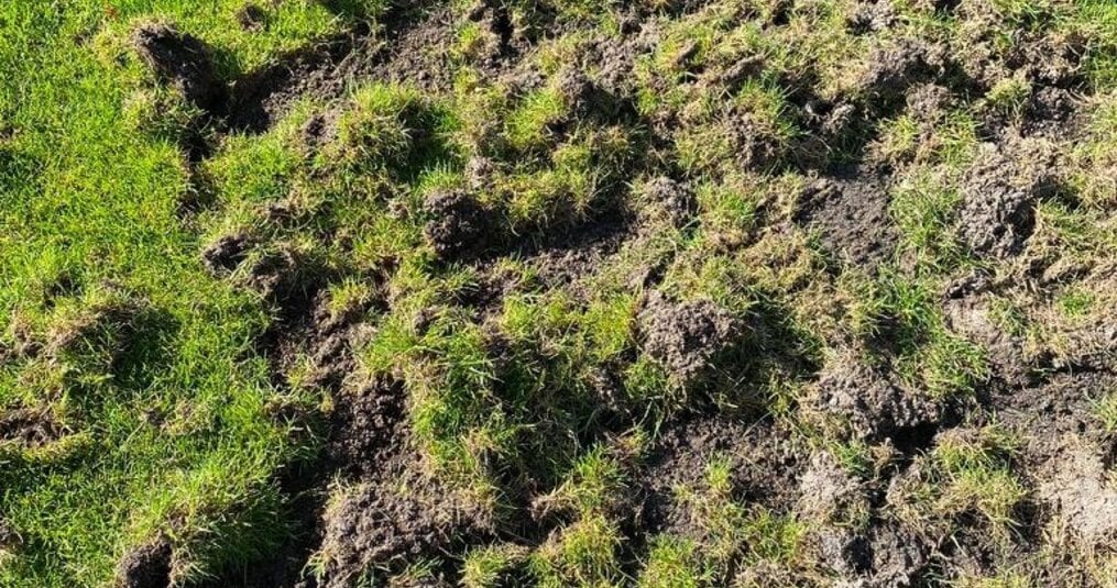 Engerlingen en emelten in gazon, schade van de das