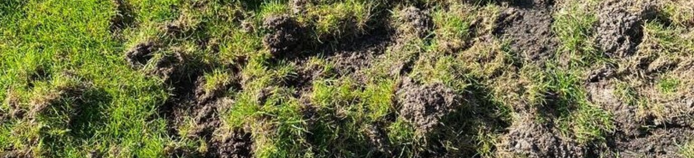 Engerlingen en emelten in gazon, schade van de das