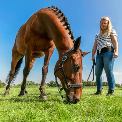 Graszaad voor paardenweide