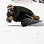 Sweetfish - Snowboard Herre | Directional | Flex 7 | Camber