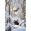 Stale Fish Snowboard – Ståle Sandbech Freeride / Powder