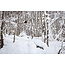 Stale Fish Snowboard – Ståle Sandbech Freeride / Powder