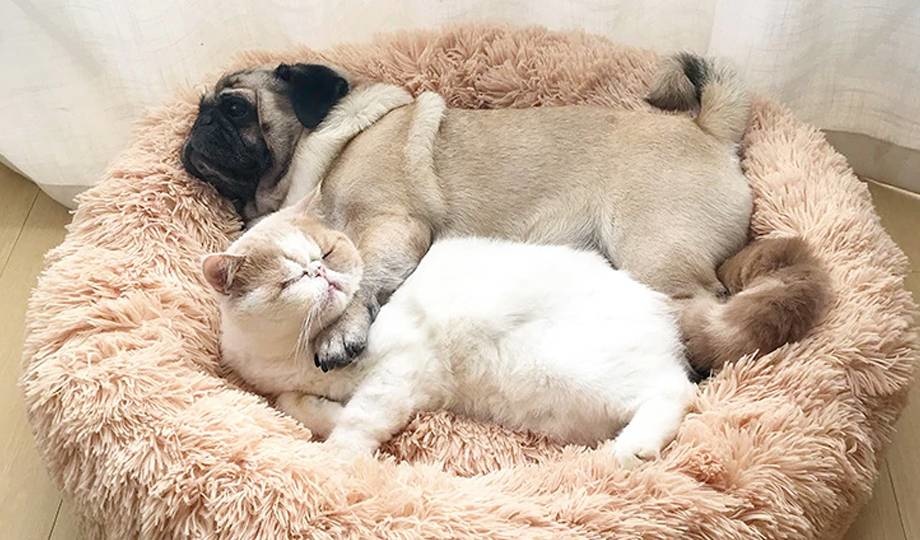 Floofs Dierenmand