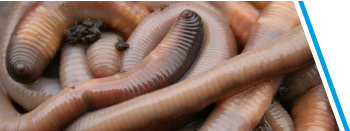 DAUWWORMEN CA. 10 STUKS