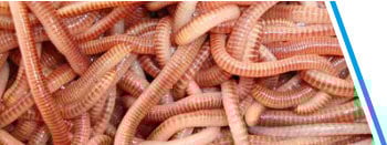 WORMEN / DENDRO'S CA. 100 STUKS