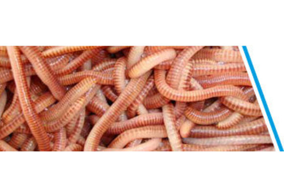 WORMEN / DENDRO'S CA. 50 STUKS