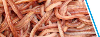 WORMEN / DENDRO'S CA. 50 STUKS