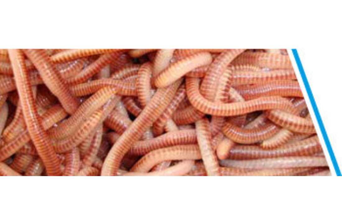 WORMEN / DENDRO'S 10-15 STUKS