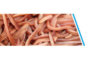 WORMEN / DENDRO'S 10-15 STUKS