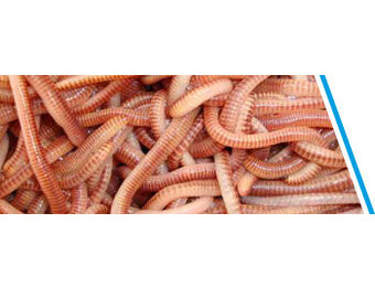 WORMEN / DENDRO'S 10-15 STUKS