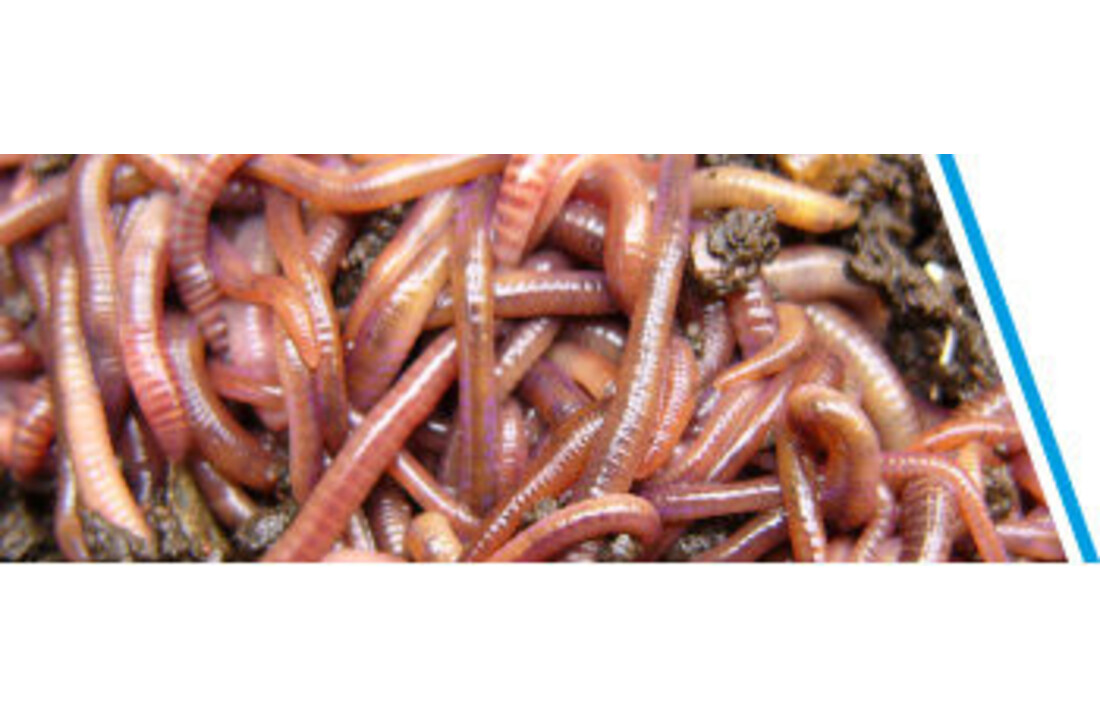 MESTPIEREN 40-50 STUKS