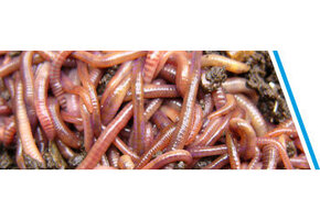 MESTPIEREN 40-50 STUKS